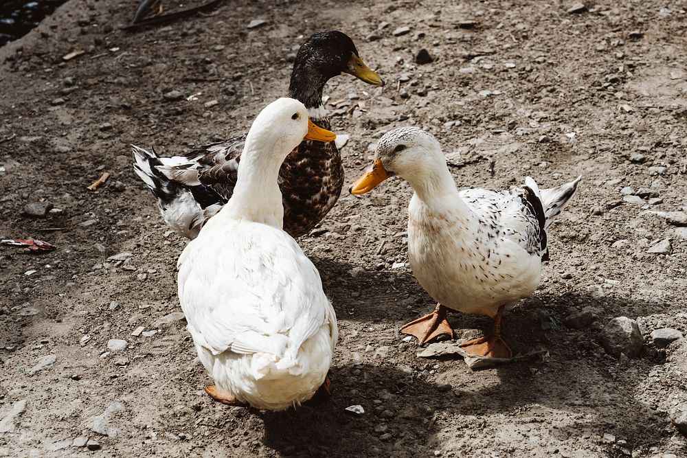 Cute three ducks on dry land