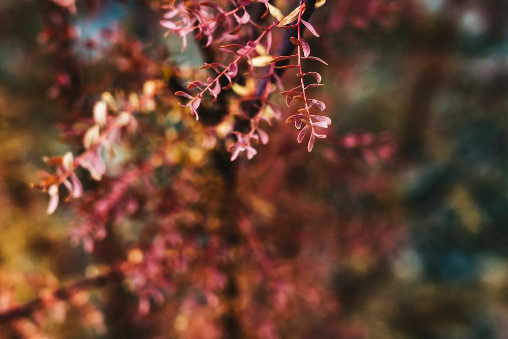 Close up of an autumn red tree leaves