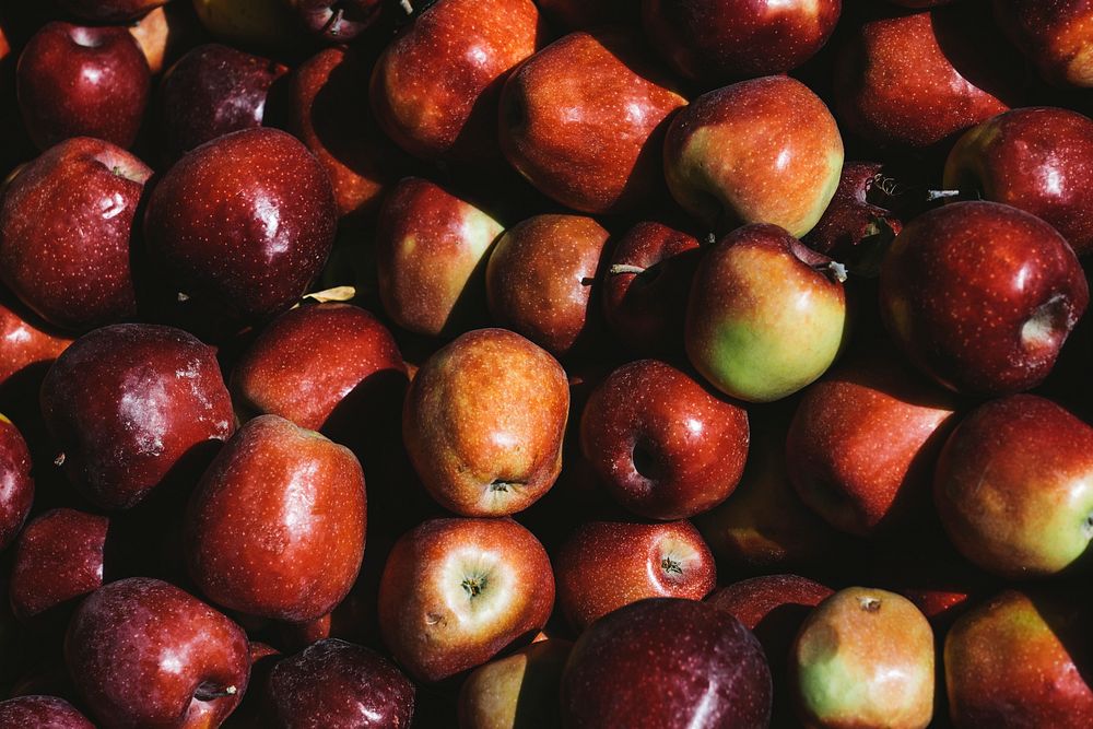 Harvest of fresh red apples