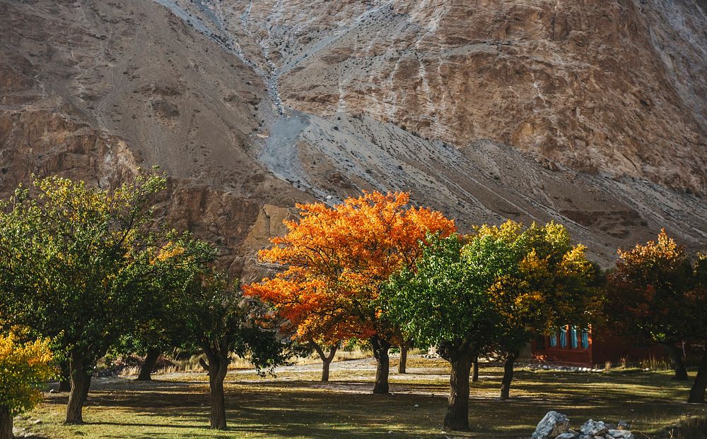 Colorful trees during autumn in Pakistan