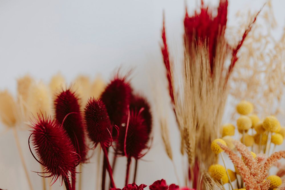 Closeup of various dried red and yellow flowers