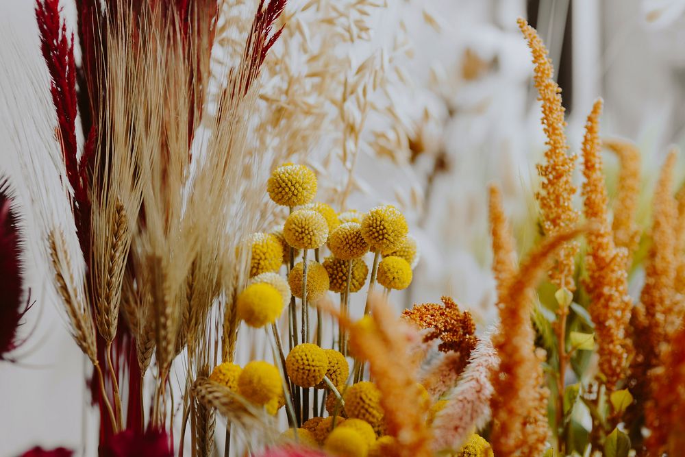 Closeup of various dried yellow flowers