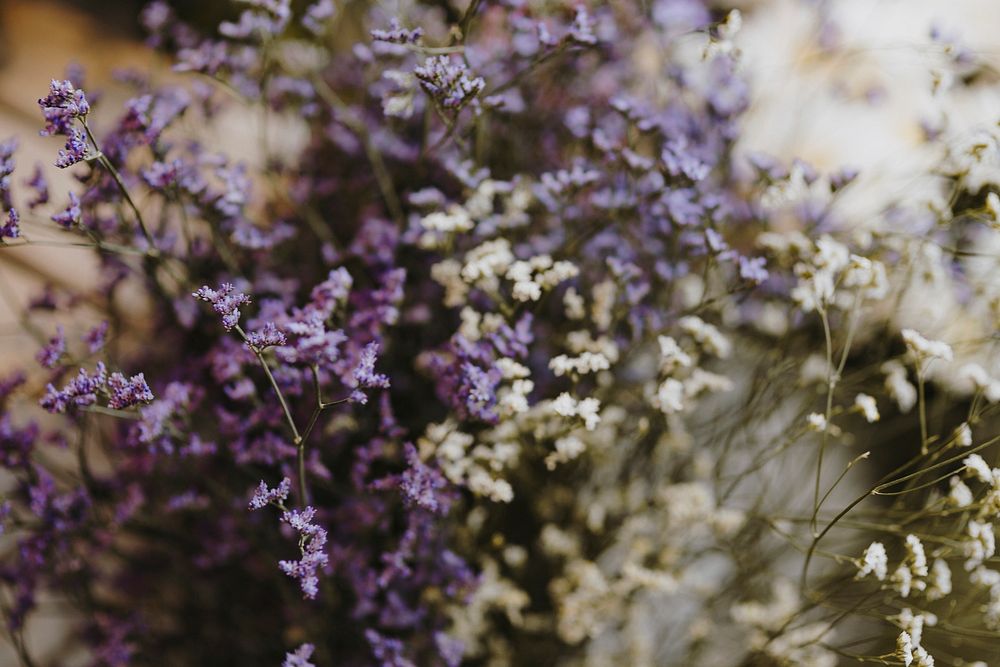 Closeup of white and purple caspia flowers