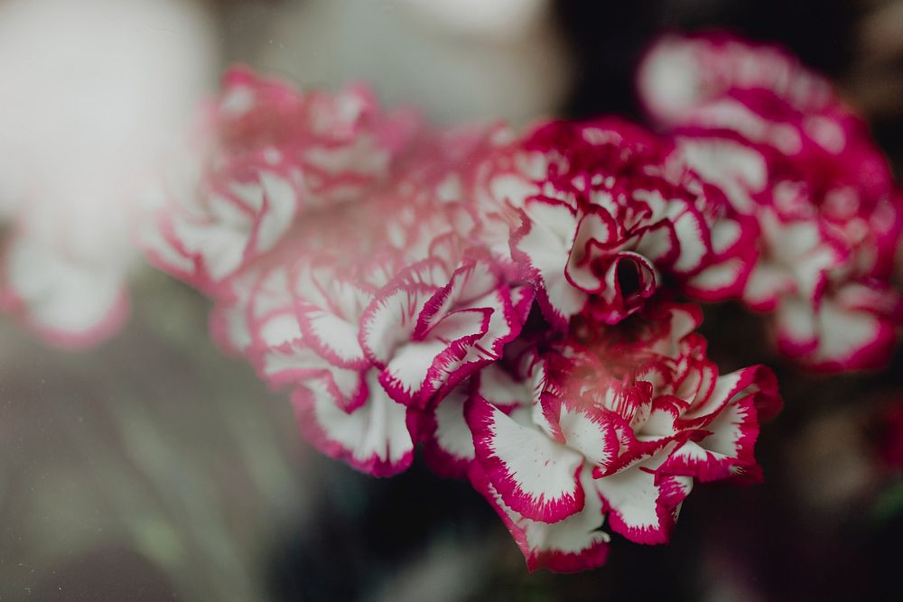 Closeup of pink and white carnations