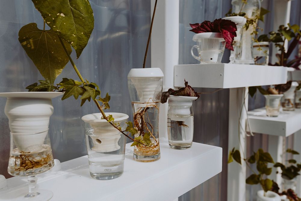 Plants on white shelves in a glasshouse
