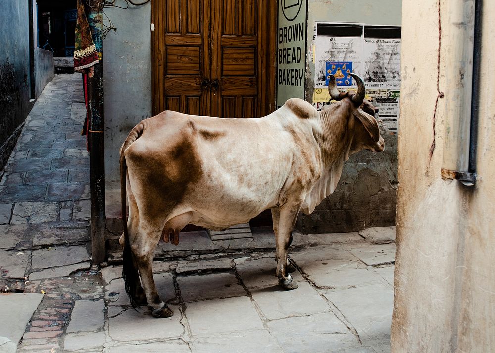 Female cow standing in the town alley