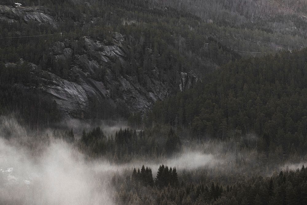 View of the misty woods in Norway