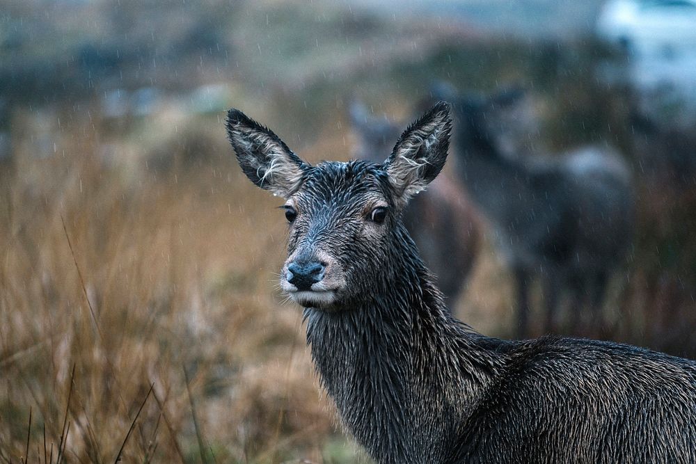 Deer at the Glen Etive, Scotland
