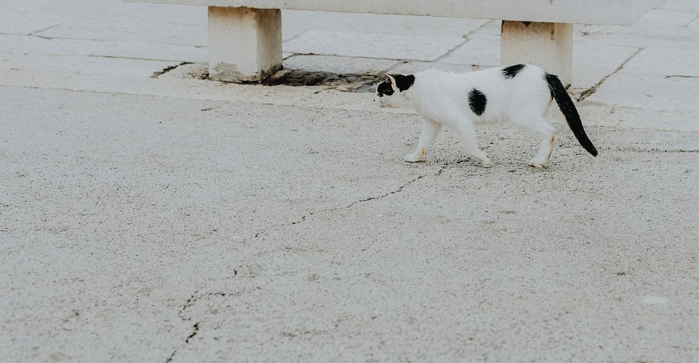 Cat strolling around the sea port