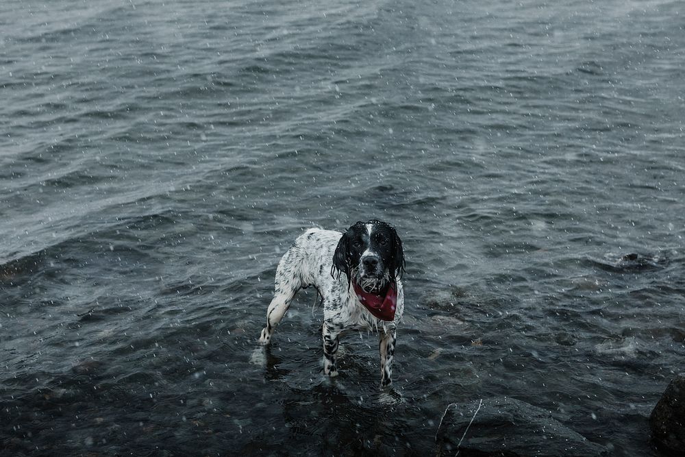 English Springer Spaniel dog in a lake