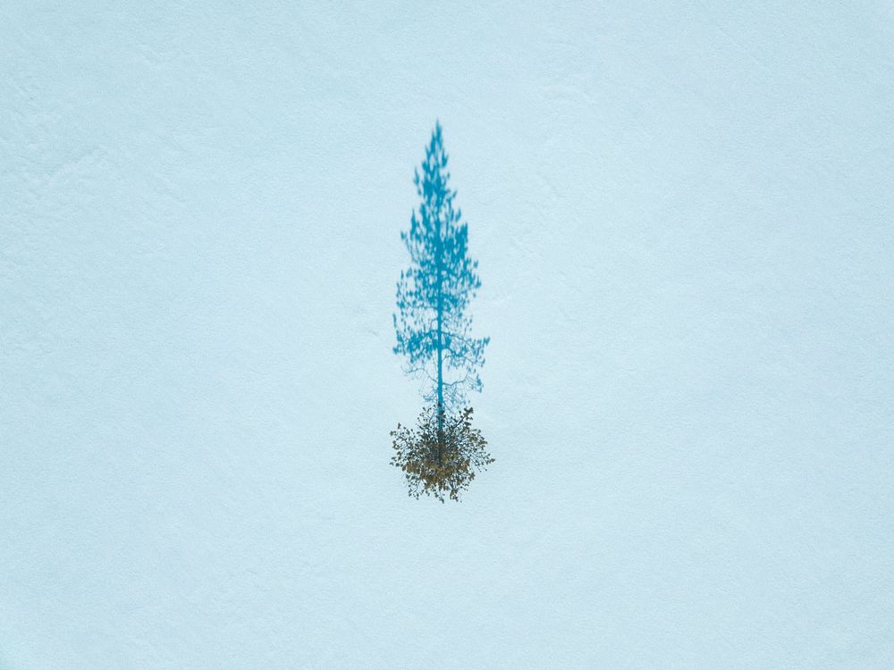 Aerial view of a tree on a snow-covered ground