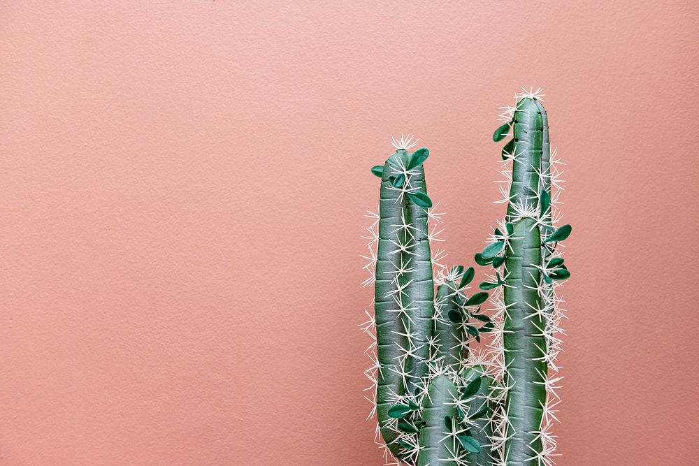 Cactus on a pastel pink background