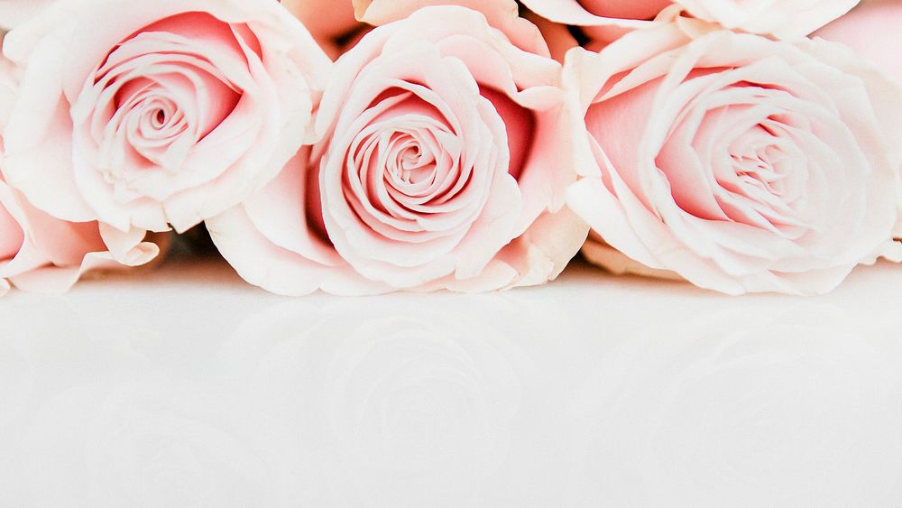 Pink rose desktop wallpaper background, beautiful HD image
