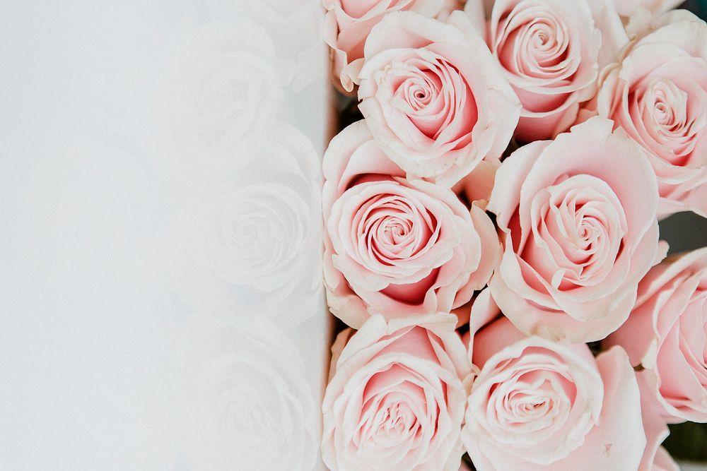 Bouquet of light pink roses background