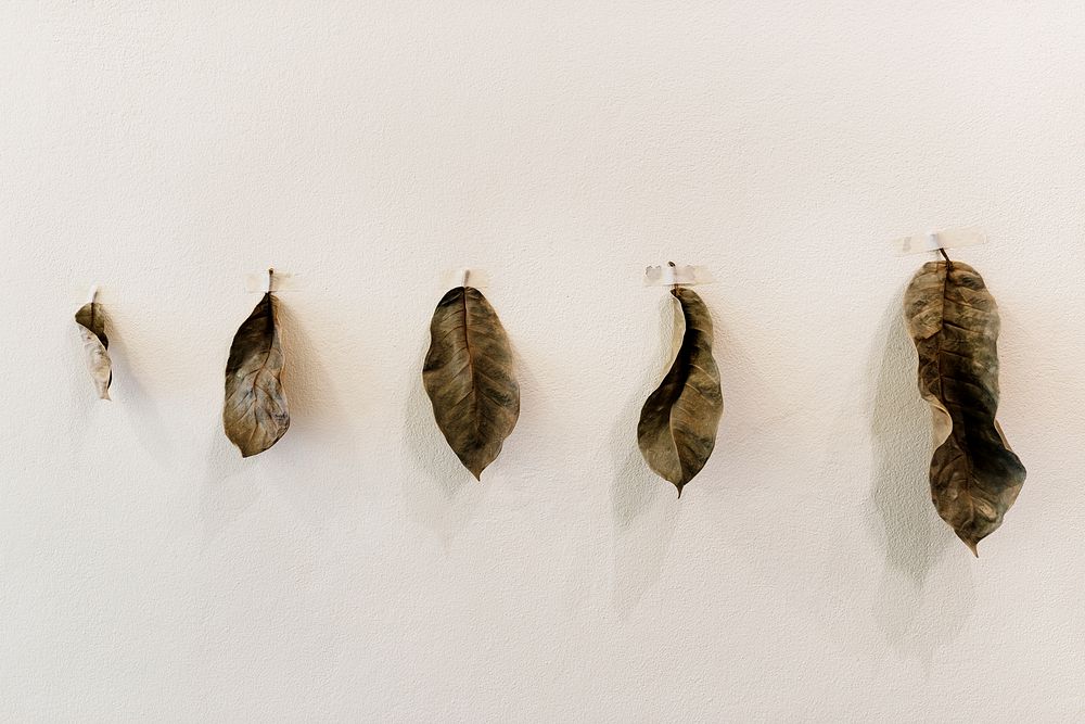 Dried leaves hanging on the wall