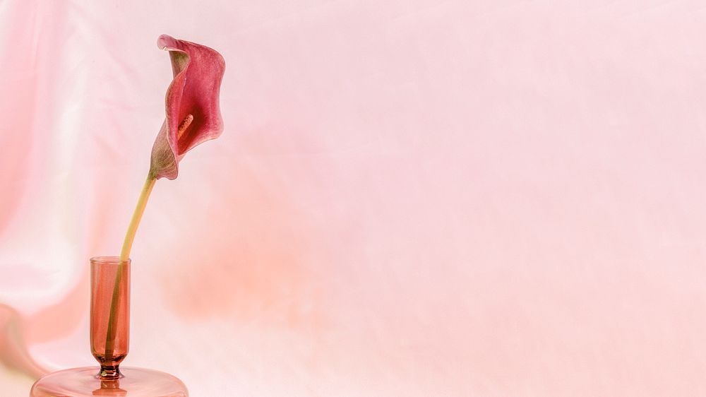 Pink lily flower in a vase on pink background