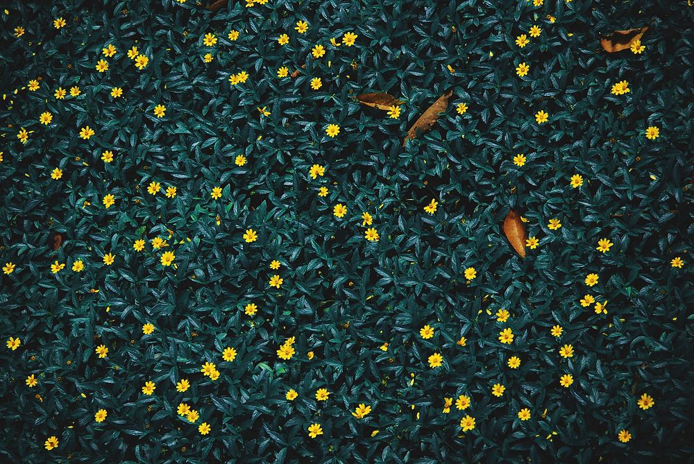 Yellow flowers on a bush