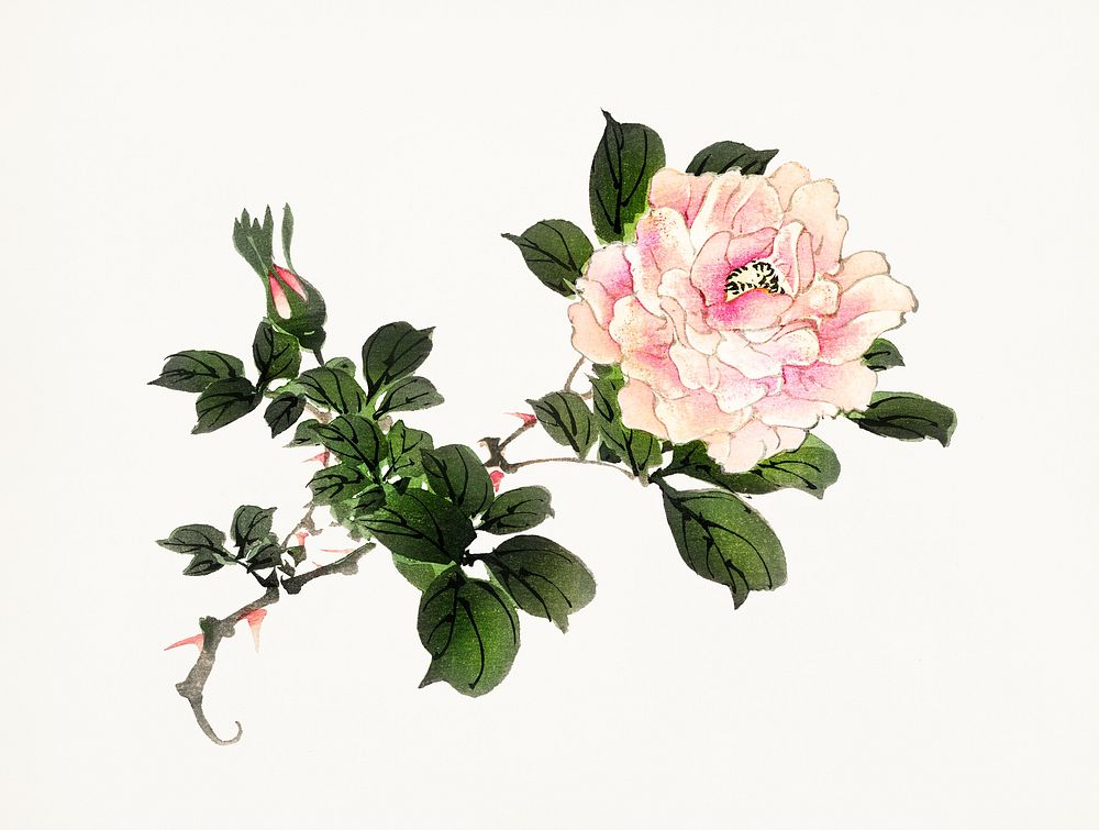 Vintage Illustration of Pink rose.