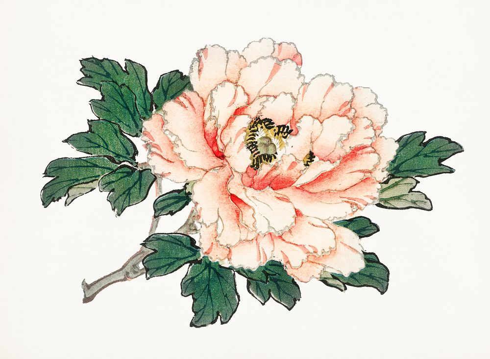 Vintage Illustration of a pink rose.