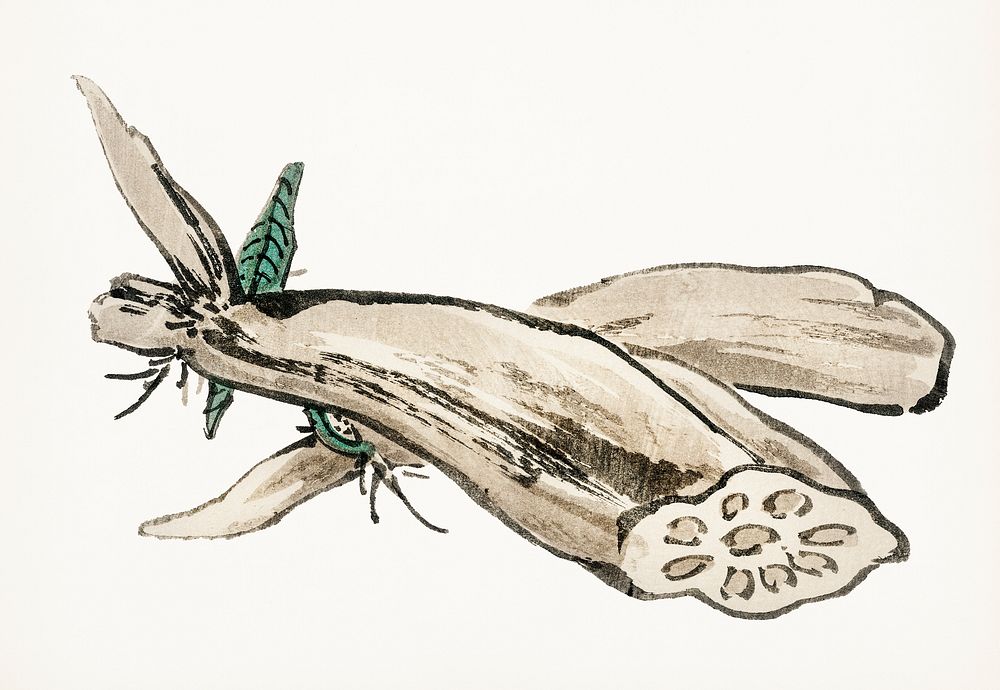 Vintage Illustration of Lotus Root.