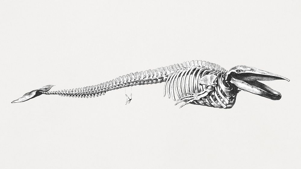 Whale bones - Stock Image - C009/2200 - Science Photo Library