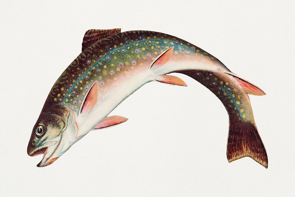 Leaping Brook Trout chromolithograph (1874) by Samuel Kilbourne. Original from Museum of New Zealand. Digitally enhanced by…