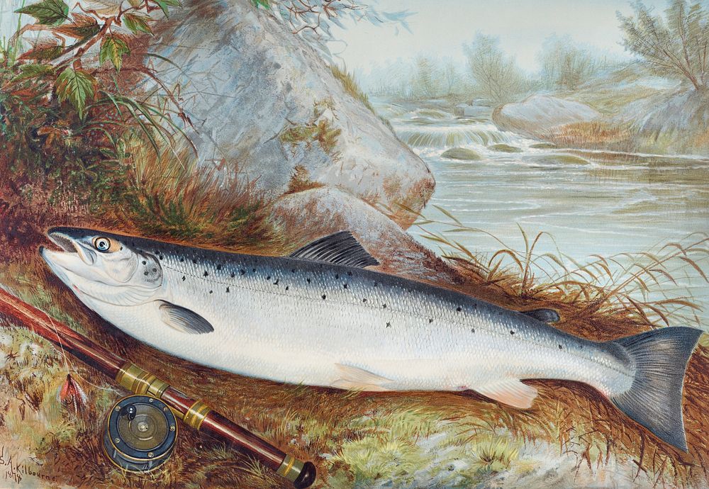 Trout chromolithograph (1878) by Samuel Kilbourne. Original from Museum of New Zealand. Digitally enhanced by rawpixel.