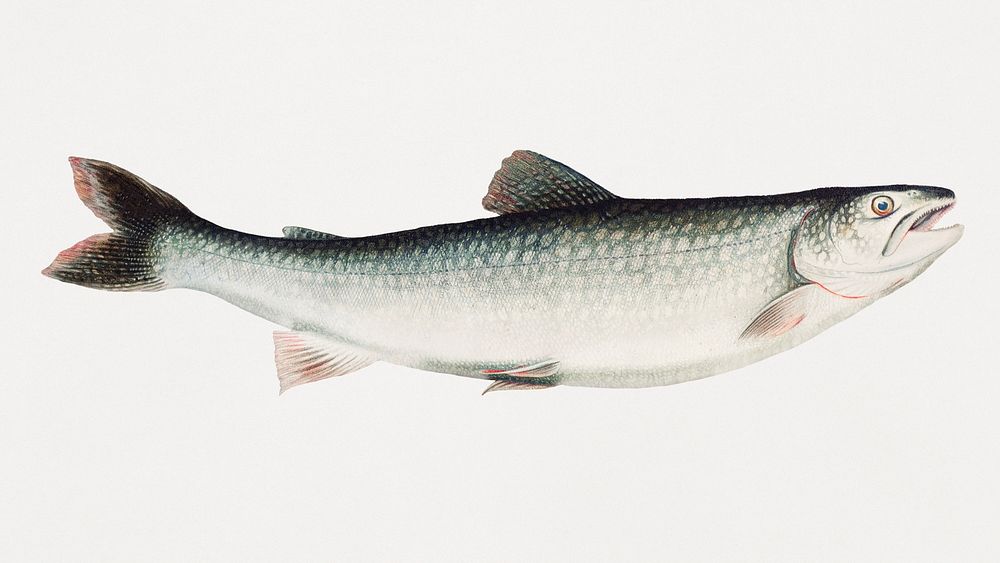 Vintage Creek Chub illustration