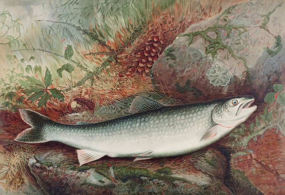 Lake Trout chromolithograph (1878) by Samuel Kilbourne. Original from Museum of New Zealand. Digitally enhanced by rawpixel.