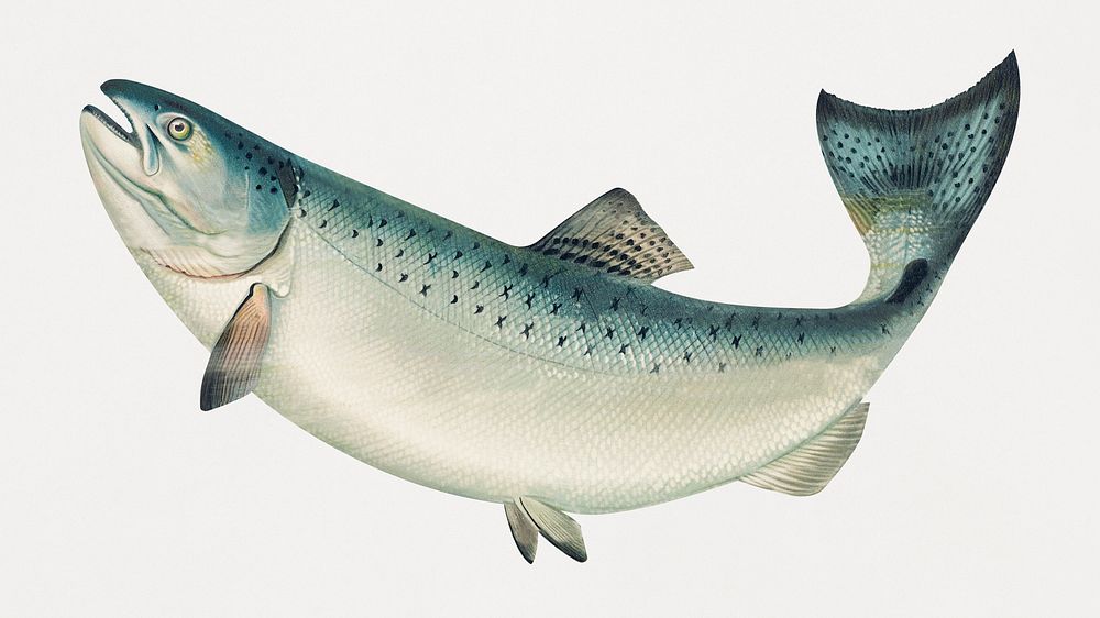 The California salmon (ca. 1879) by Samuel Kilbourne. Original from Museum of New Zealand. Digitally enhanced by rawpixel.