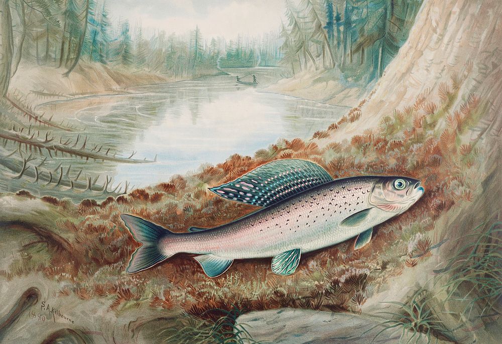 Arctic Grayling chromolithograph (1880) by Samuel Kilbourne. Original from Museum of New Zealand. Digitally enhanced by…