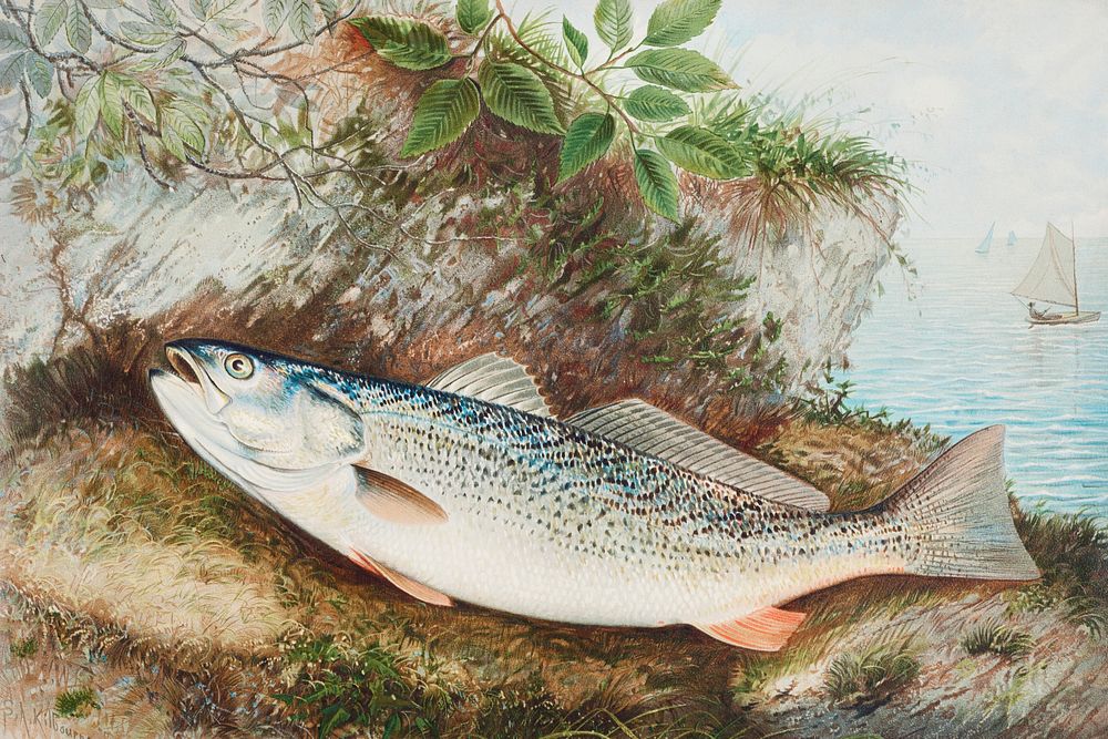 The Weakfish chromolithograph (n.d.) by Samuel Kilbourne. Original from Museum of New Zealand. Digitally enhanced by…