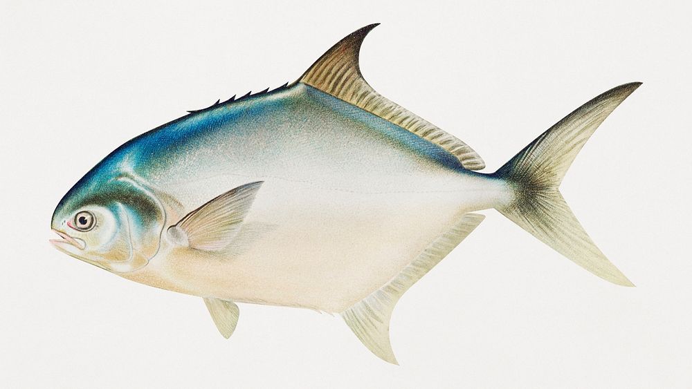 Vintage White Pomfret illustration