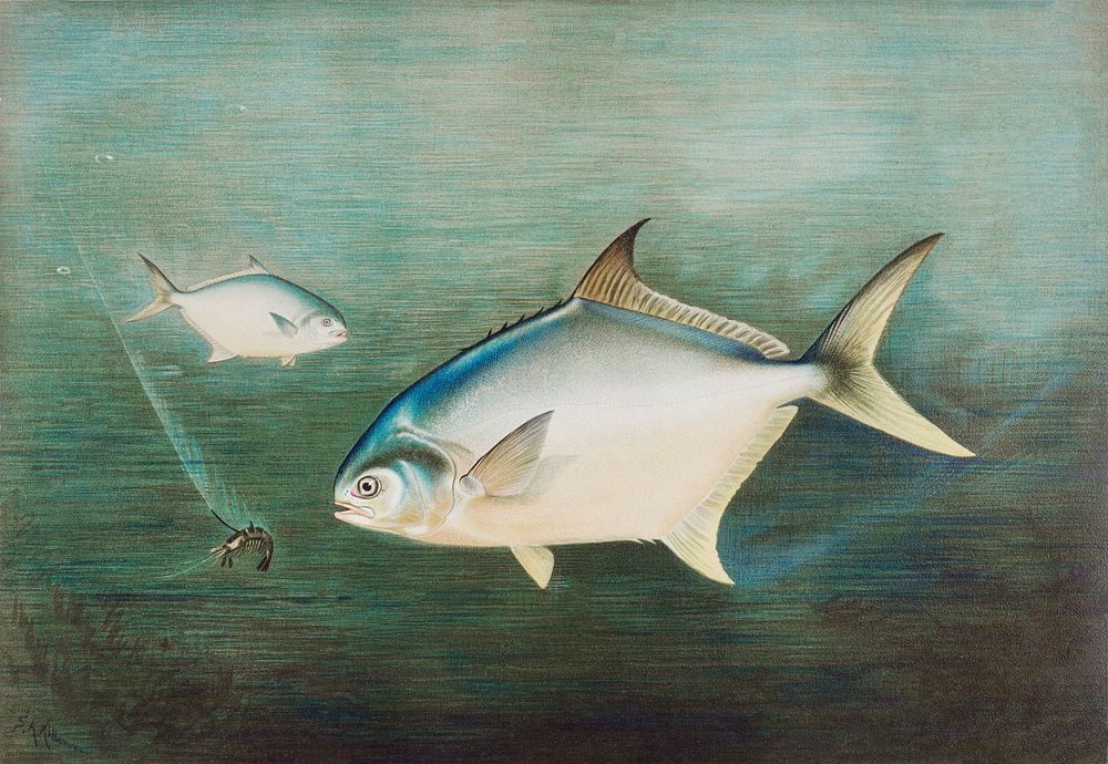 Pompano chromolithograph (n.d.) by Samuel Kilbourne. Original from Museum of New Zealand. Digitally enhanced by rawpixel.