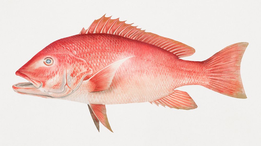 Northern Red Snapper chromolithograph (n.d.) by Samuel Kilbourne. Original from Museum of New Zealand. Digitally enhanced by…