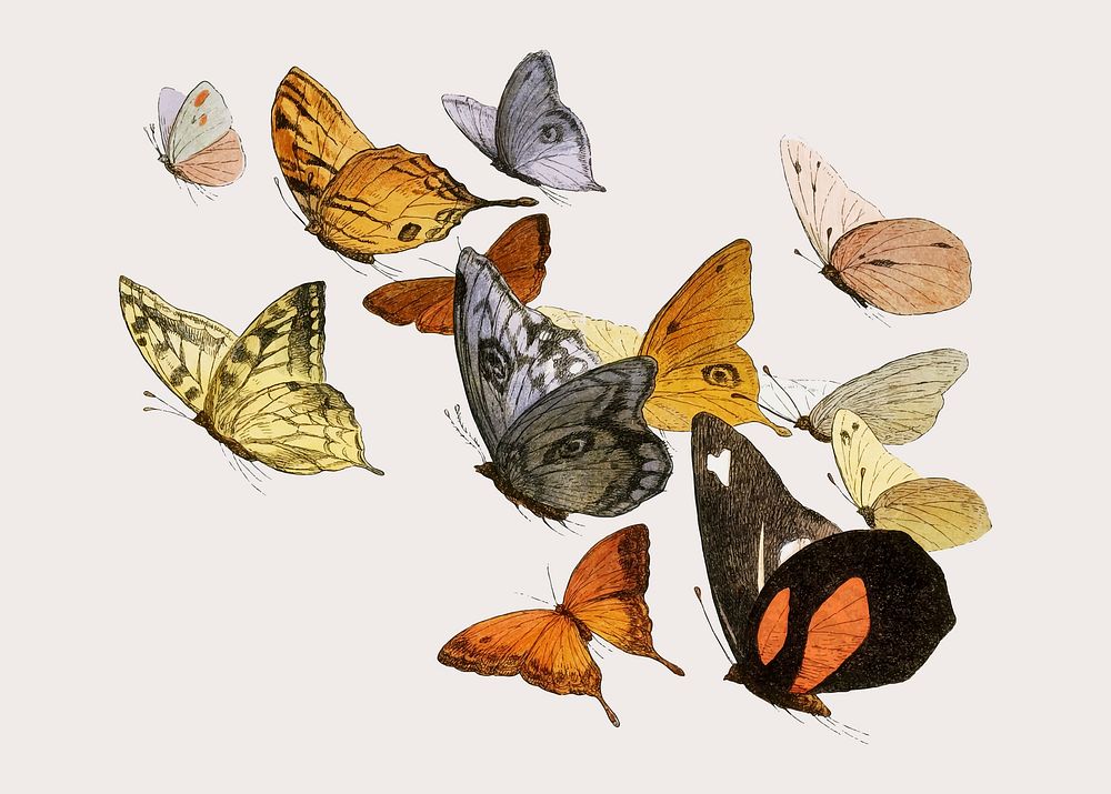 Mixed flying butterflies vintage illustration vector