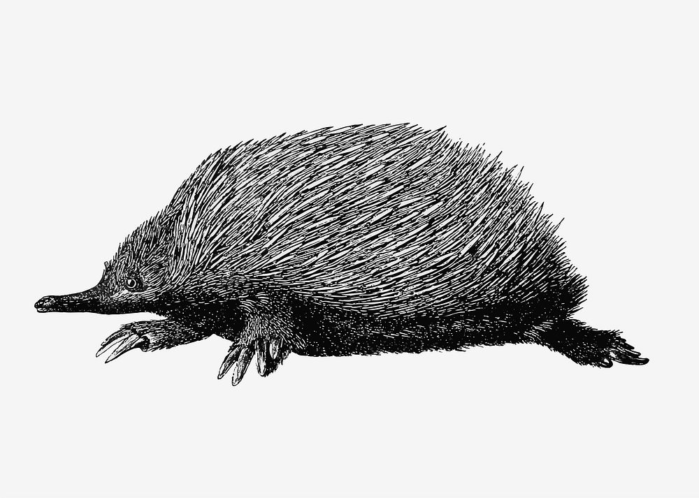 Drawing of anteater