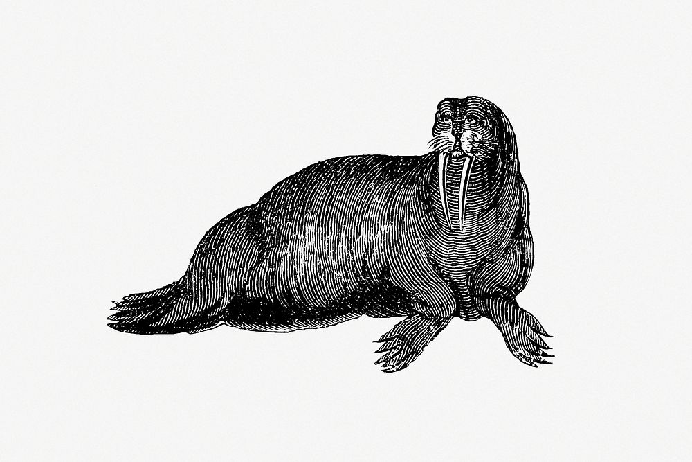 Walrus Journal Voyage Greenland (1821) | Free Photo Illustration - rawpixel