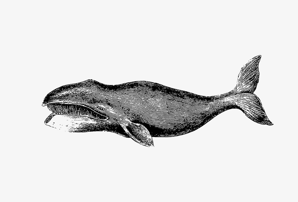 Drawing of whale