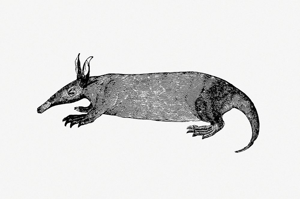 Drawing of anteater