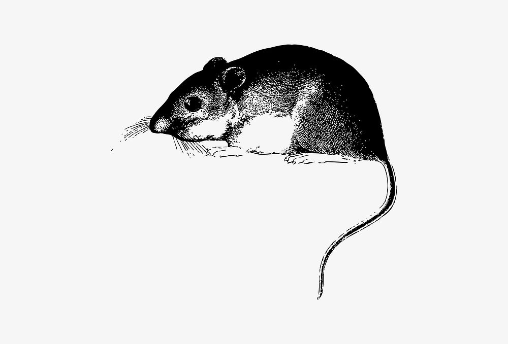 Drawing of mouse