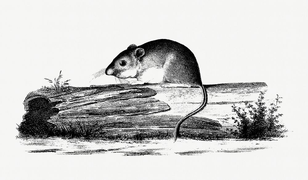 Mouse from Report of an Expedition Down the Zuni and Colorado Rivers (1853) published by Lorenzo Sitgreaves. Original from…