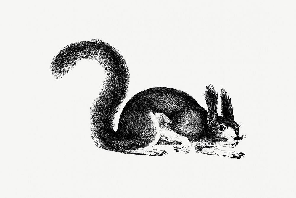 Drawing of Abert's squirrel