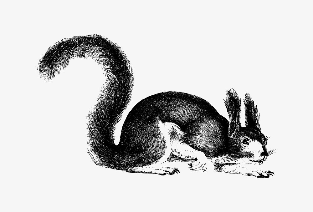 Drawing of Abert's squirrel