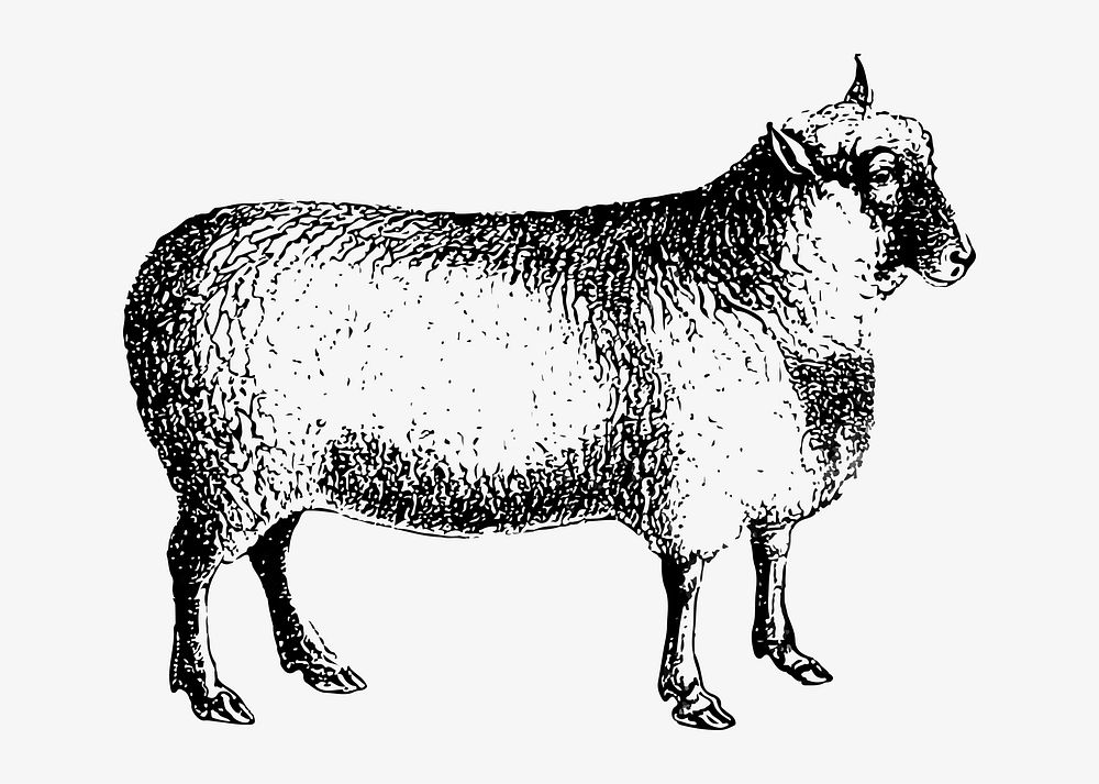 Drawing of sheep
