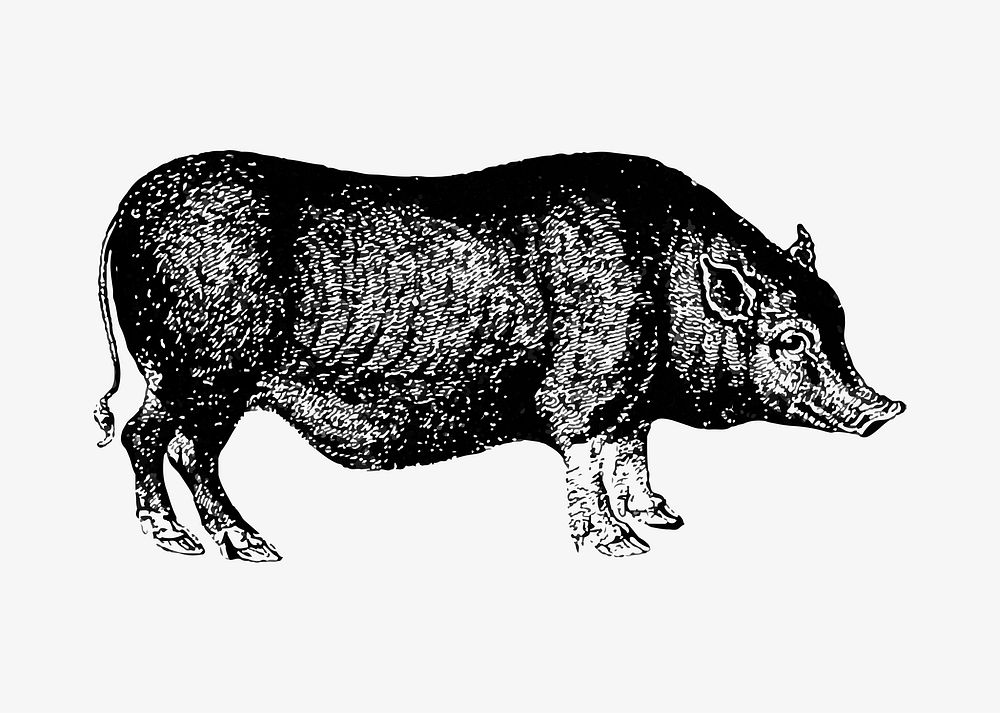 Drawing of pig