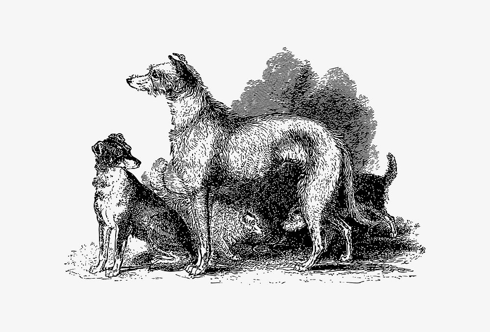 Drawing of Scottish Deerhound