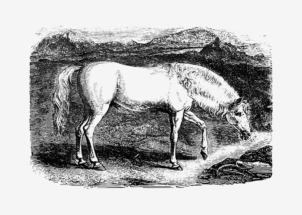 Drawing of Arabian horse