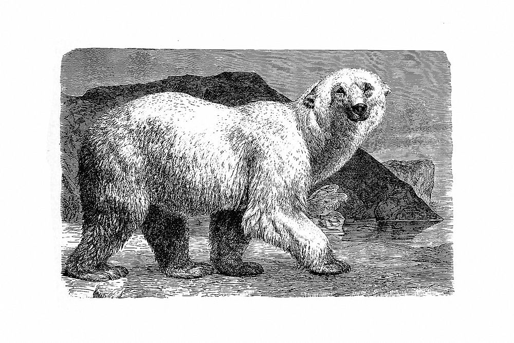 White bear from Amerika. Eine allgemeine Landeskunde (1894) published by Wilhelm Sievers. Original from the British Library.…