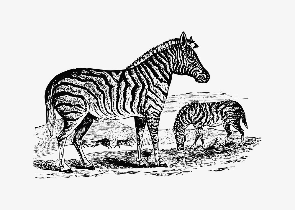 Drawing of zebra